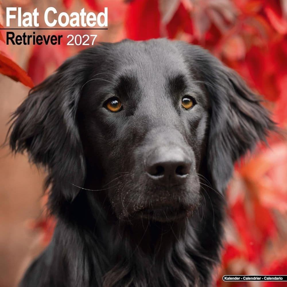 Flatcoated Retriever 2027 Wall Calendar